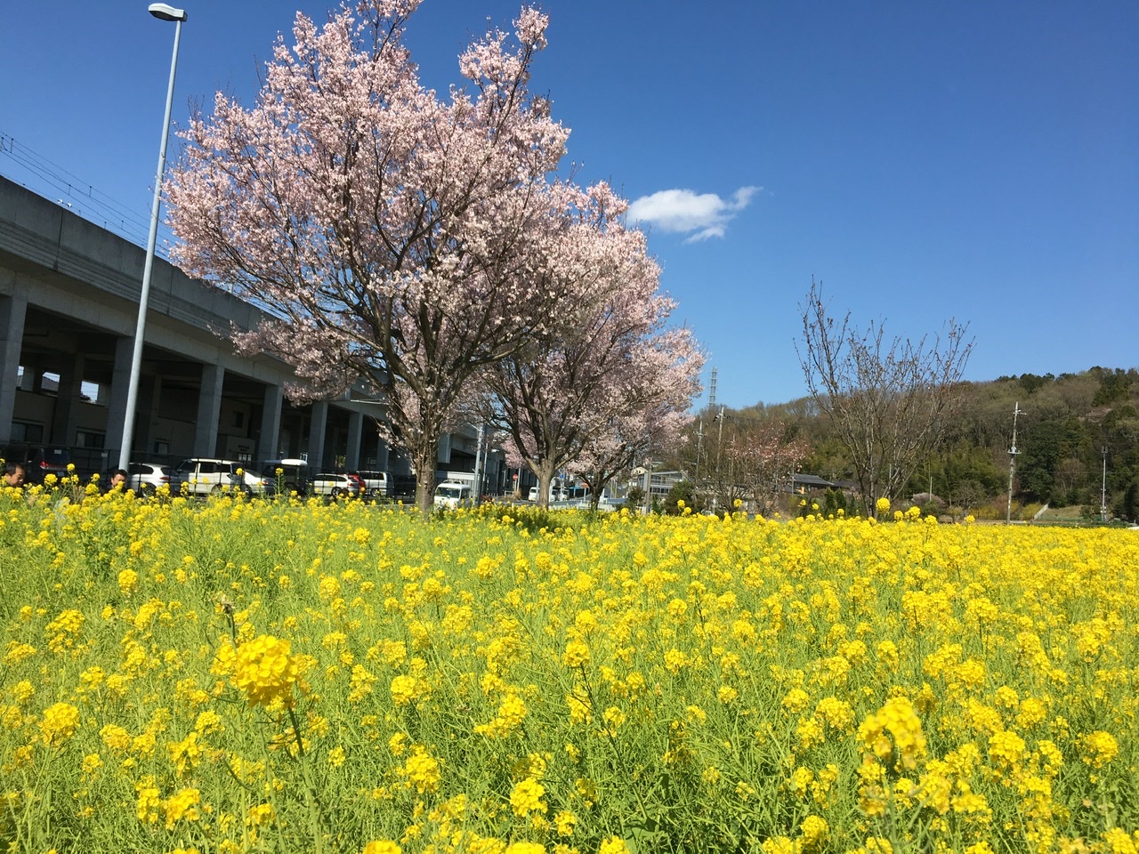 横浜市　桜　菜の花