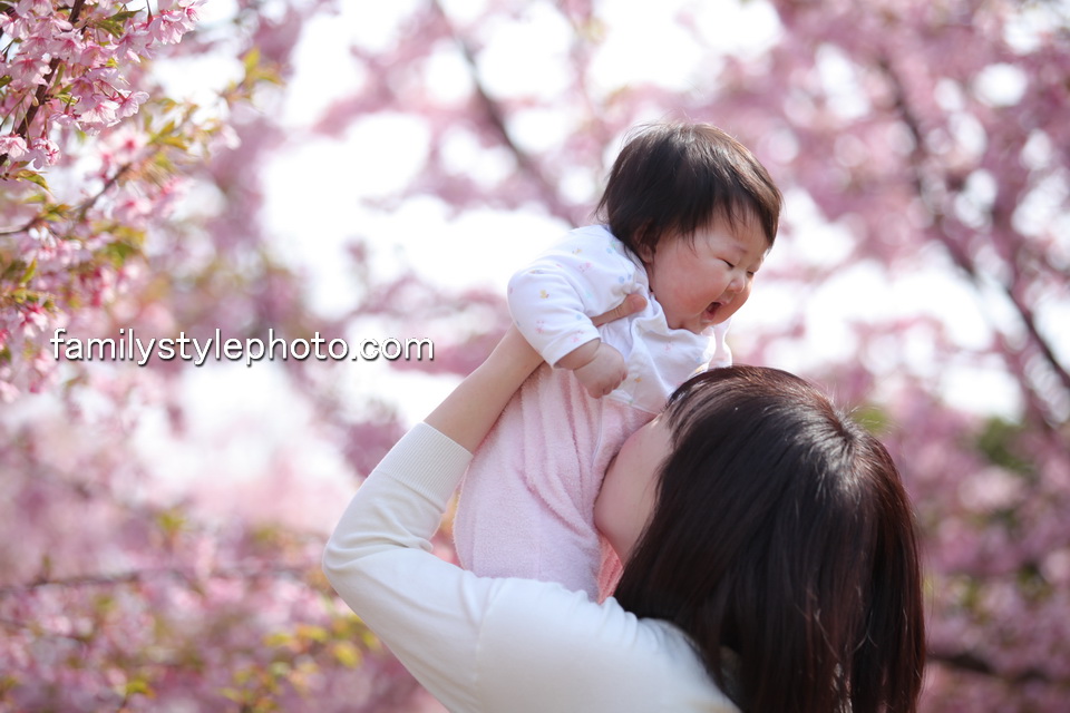 ピンクの桜と親子
