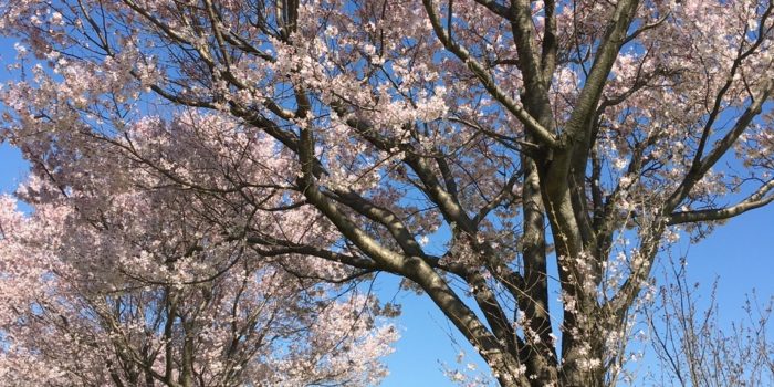 横浜市　桜　菜の花